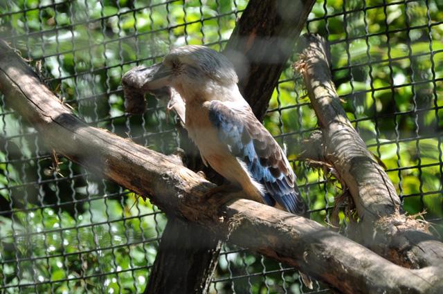 min 2013 07 06 beauval 086